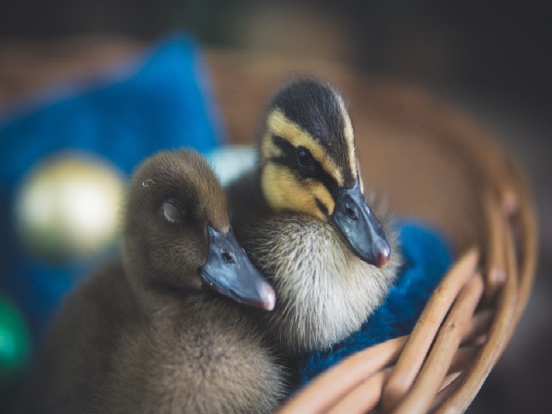 试管当天塞药吗（辅酶推荐广西试管医生）